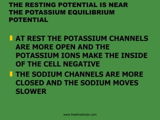 THE RESTING POTENTIAL IS NEAR THE POTASSIUM EQUILIBRIUM POTENTIAL AT REST THE POTASSIUM CHANNELS ARE MORE OPEN AND THE POTASSIUM IONS MAKE THE INSIDE OF THE CELL NEGATIVE THE SODIUM CHANNELS ARE MORE CLOSED AND THE SODIUM MOVES SLOWER www.freelivedoctor.com 
