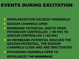 EVENTS DURING EXCITATION  DEPOLARIZATION EXCEEDS THRESHOLD SODIUM CHANNELS OPEN MEMBRANE POTENTIAL SHIFTS FROM POTASSIUM CONTROLLED  (-90 MV) TO SODIUM CONTROLLED (+60 MV) AS MEMBRANE POTENTIAL REACHES THE SODIUM POTENTIAL, THE SODIUM CHANNELS CLOSE AND ARE INACTIVATED POTASSIUM CHANNELS OPEN TO REPOLARIZE THE MEMBRANE   www.freelivedoctor.com 