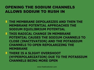 OPENING THE SODIUM CHANNELS ALLOWS SODIUM TO RUSH IN THE MEMBRANE DEPOLARIZES AND THEN THE MEMBRANE POTENTIAL APPROACHES THE SODIUM EQUILIBRIUM POTENTIAL THIS RADICAL CHANGE IN MEMBRANE POTENTIAL CAUSES THE SODIUM CHANNELS TO CLOSE (INACTIVATION) AND THE POTASSIUM CHANNELS TO OPEN REPOLARIZING THE MEMBRANE THERE IS A SLIGHT OVERSHOOT (HYPERPOLARIZATION) DUE TO THE POTASSIUM CHANNELS BEING MORE OPEN www.freelivedoctor.com 
