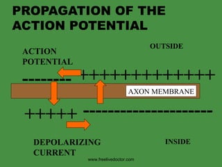 PROPAGATION OF THE ACTION POTENTIAL +++++ -------- --------------------- +++++++++++++ AXON MEMBRANE INSIDE OUTSIDE ACTION  POTENTIAL DEPOLARIZING CURRENT www.freelivedoctor.com 