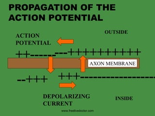 PROPAGATION OF THE ACTION POTENTIAL --+++ ++------ +++------------------ ---++++++++++ AXON MEMBRANE INSIDE OUTSIDE ACTION  POTENTIAL DEPOLARIZING CURRENT www.freelivedoctor.com 