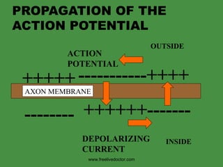 PROPAGATION OF THE ACTION POTENTIAL -------- +++++ ++++++------- -----------++++ AXON MEMBRANE INSIDE OUTSIDE ACTION  POTENTIAL DEPOLARIZING CURRENT www.freelivedoctor.com 
