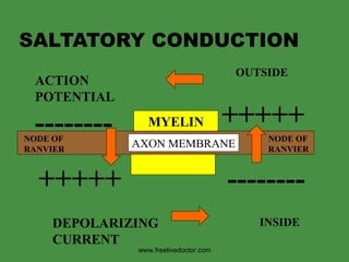 SALTATORY CONDUCTION +++++ -------- -------- +++++ AXON MEMBRANE INSIDE OUTSIDE ACTION  POTENTIAL DEPOLARIZING CURRENT MYELIN NODE OF RANVIER NODE OF RANVIER www.freelivedoctor.com 