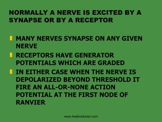 NORMALLY A NERVE IS EXCITED BY A SYNAPSE OR BY A RECEPTOR MANY NERVES SYNAPSE ON ANY GIVEN NERVE RECEPTORS HAVE GENERATOR POTENTIALS WHICH ARE GRADED IN EITHER CASE WHEN THE NERVE IS DEPOLARIZED BEYOND THRESHOLD IT FIRE AN ALL-OR-NONE ACTION POTENTIAL AT THE FIRST NODE OF RANVIER www.freelivedoctor.com 