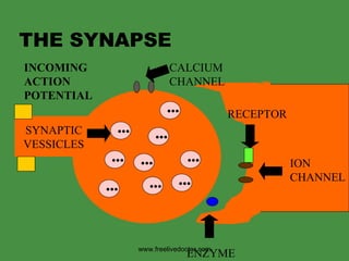 THE SYNAPSE SYNAPTIC VESSICLES ••• ••• ••• ••• ••• ••• ••• ••• ••• INCOMING ACTION  POTENTIAL CALCIUM  CHANNEL ION CHANNEL RECEPTOR ENZYME www.freelivedoctor.com 
