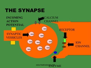 THE SYNAPSE SYNAPTIC VESSICLES ••• ••• ••• ••• ••• ••• ••• ••• ••• INCOMING ACTION  POTENTIAL CALCIUM  CHANNEL ION CHANNEL RECEPTOR ENZYME www.freelivedoctor.com 