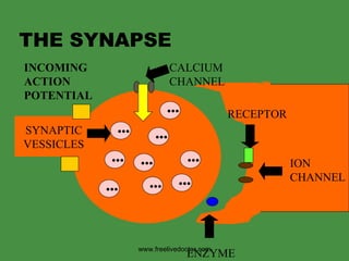 THE SYNAPSE SYNAPTIC VESSICLES ••• ••• ••• ••• ••• ••• ••• ••• ••• INCOMING ACTION  POTENTIAL CALCIUM  CHANNEL ION CHANNEL RECEPTOR ENZYME www.freelivedoctor.com 