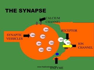 THE SYNAPSE SYNAPTIC VESSICLES ••• ••• ••• ••• ••• ••• ••• ••• ••• CALCIUM  CHANNEL ION CHANNEL RECEPTOR ENZYME ••• www.freelivedoctor.com 