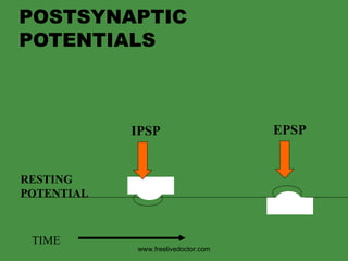 POSTSYNAPTIC POTENTIALS RESTING POTENTIAL EPSP TIME www.freelivedoctor.com IPSP 