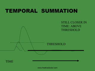 TEMPORAL  SUMMATION TIME STILL CLOSER IN  TIME: ABOVE THRESHOLD THRESHOLD www.freelivedoctor.com 