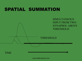 SPATIAL  SUMMATION TIME SIMULTANEOUS INPUT FROM TWO SYNAPSES: ABOVE THRESHOLD THRESHOLD www.freelivedoctor.com 