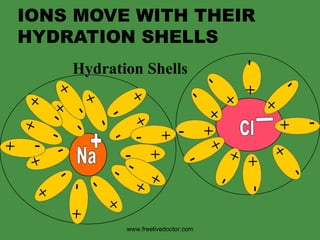 IONS MOVE WITH THEIR HYDRATION SHELLS -  + -  + Hydration Shells -  + -  + -  + -  + -  + -  + -  + -  + -  + www.freelivedoctor.com Na + -  + -  + Cl - -  + -  + -  + -  + -  + -  + -  + -  + -  + -  + -  + -  + -  + 