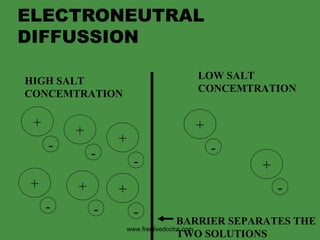 ELECTRONEUTRAL DIFFUSSION HIGH SALT  CONCEMTRATION LOW SALT  CONCEMTRATION BARRIER SEPARATES THE  TWO SOLUTIONS www.freelivedoctor.com + - + - + - + - + - + - + - + - 
