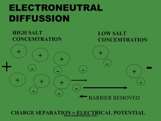 ELECTRONEUTRAL DIFFUSSION + - CHARGE SEPARATION = ELECTRICAL POTENTIAL www.freelivedoctor.com HIGH SALT  CONCEMTRATION LOW SALT  CONCEMTRATION + - BARRIER REMOVED + - + - + - + - + - + - + - 