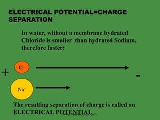 ELECTRICAL POTENTIAL=CHARGE SEPARATION In water, without a membrane hydrated  Chloride is smaller  than hydrated Sodium,  therefore faster: Cl - Na + The resulting separation of charge is called an  ELECTRICAL POTENTIAL + - www.freelivedoctor.com 