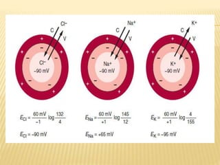 Bioelectric potential | PPTX