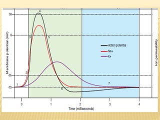 Bioelectric potential | PPTX