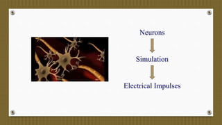 Neurons
Simulation
Electrical Impulses
 