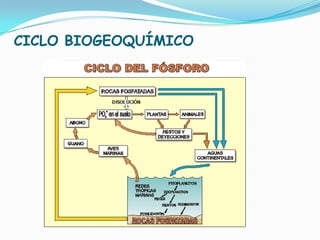 Bioelementos: nitrogeno y fosforo