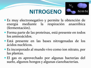 NITROGENO
 Es muy electronegativo y permite la obtención de
energía mediante la respiración anaeróbica

(fermentación).
 Forma parte de las proteínas, está presente en todos
los aminoácidos.
 Está presente en las bases nitrogenadas de los
ácidos nucléicos.
 Es incorporado al mundo vivo como ion nitrato, por
las plantas.
 El gas es aprovechado por algunas bacterias del
suelo, algunos hongos y algunas cianobacterias.

 