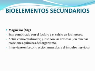 BIOELEMENTOS SECUNDARIOS
 Magnesio (Mg)
- Esta combinado con el fosforo y el calcio en los huesos.

- Actúa como catalizador, junto con las enzimas , en muchas

reacciones químicas del organismo.
- Interviene en la contracción muscular y el impulso nervioso.

 