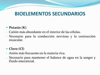 BIOELEMENTOS SECUNDARIOS
 Potasio (K)
- Catión más abundante en el interior de las células.
- Necesario para la conducción nerviosa y la contracción

muscular.
 Cloro (Cl)
- Anión más frecuente en la materia viva.
- Necesario para mantener el balance de agua en la sangre y

fluido intersticial.

 
