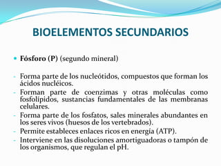 BIOELEMENTOS SECUNDARIOS
 Fósforo (P) (segundo mineral)
- Forma parte de los nucleótidos, compuestos que forman los
-

ácidos nucléicos.
Forman parte de coenzimas y otras moléculas como
fosfolípidos, sustancias fundamentales de las membranas
celulares.
Forma parte de los fosfatos, sales minerales abundantes en
los seres vivos (huesos de los vertebrados).
Permite estableces enlaces ricos en energía (ATP).
Interviene en las disoluciones amortiguadoras o tampón de
los organismos, que regulan el pH.

 
