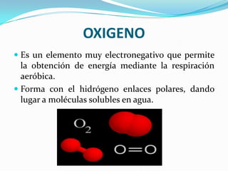 OXIGENO
 Es un elemento muy electronegativo que permite
la obtención de energía mediante la respiración
aeróbica.
 Forma con el hidrógeno enlaces polares, dando

lugar a moléculas solubles en agua.

 