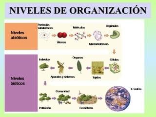 NIVELES DE ORGANIZACIÓN 