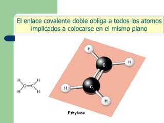 El enlace covalente doble obliga a todos los atomos implicados a colocarse en el mismo plano 