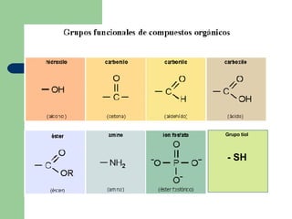 Grupo tiol
- SH
 