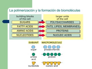 La polimerización y la formación de biomoléculas
 