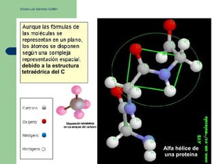 ©José Luis Sánchez Guillén
debido a la estructura
tetraédrica del C
Alfa hélice de
una proteína
 