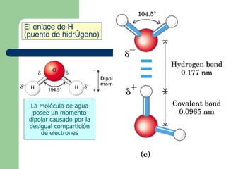 La molécula de agua
posee un momento
dipolar causado por la
desigual compartición
de electrones
El enlace de H
(puente de hidrógeno)
 