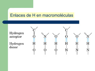 Enlaces de H en macromoléculas
 