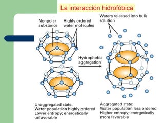 La interacción hidrofóbica
 