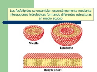 Los fosfolipidos se ensamblan espontáneamente mediante
interacciones hidrofóbicas formando diferentes estructuras
en medio acuoso
 