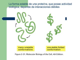 La forma estable de una proteína, que posee actividad
biológica, depende de interacciones débiles
 