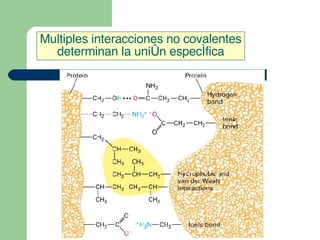 Multiples interacciones no covalentes
determinan la unión específica
 