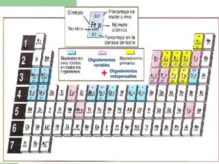 Oligoelementos
variables
Oligoelementos
indispensables
+
 