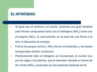 EL NITRÓGENO
• Al igual que el carbono y el azufre, presenta una gran facilidad
para formar compuestos tanto con el hidrógeno (NH3
) como con
el oxígeno (NO3
), lo cual permite, en el paso de una forma a la
otra, la liberación de energía.
• Forma los grupos amino ( -NH2
) de los aminoácidos y las bases
nitrogenadas (ácidos nucleicos).
• Prácticamente todo el nitrógeno es incorporado al mundo vivo
por las algas y las plantas, que lo absorben disuelto en forma de
ión nitrato (NO3
), producido por las bacterias fijadoras de N2
 