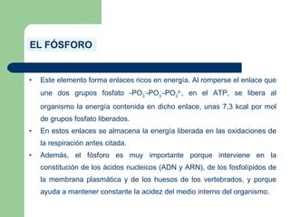 EL FÓSFORO
• Este elemento forma enlaces ricos en energía. Al romperse el enlace que
une dos grupos fosfato -PO3
-
-PO3
-
-PO3
2-
, en el ATP, se libera al
organismo la energía contenida en dicho enlace, unas 7,3 kcal por mol
de grupos fosfato liberados.
• En estos enlaces se almacena la energía liberada en las oxidaciones de
la respiración antes citada.
• Además, el fósforo es muy importante porque interviene en la
constitución de los ácidos nucleicos (ADN y ARN), de los fosfolípidos de
la membrana plasmática y de los huesos de los vertebrados, y porque
ayuda a mantener constante la acidez del medio interno del organismo.
 