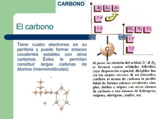 CARBONO
Tiene cuatro electrones en su
periferia y puede formar enlaces
covalentes estables con otros
carbonos. Éstos le permiten
constituir largas cadenas de
átomos (macromoléculas).
El carbono
 