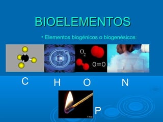 BIOELEMENTOS
    • Elementos biogénicos o biogenésicos:




C       H           O              N

                         P
 