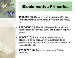 • CARBONO (C): Capaz de formar muchas moléculas,
Forma membranas plasmáticas, ribosomas, centriolos,
etc.
• HIDROGENO (H): Resulta indispensable para formar
materia orgánica (formada por C e H) Ejemplo: Algunos
lípidos.
• OXIGENO (O): Participa en la respiración, en la
fotosíntesis de las plantas y en la oxidación de los
compuestos biológicos, forma otras moléculas como la
glucosa o el agua.
• NITROGENO (N): Forma aminoácidos y ácidos
nucléicos.
Bioelementos Primarios
 