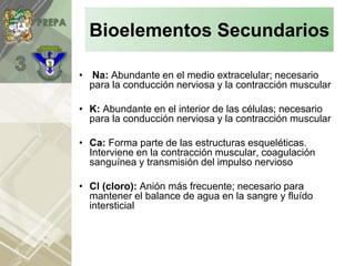 • Na: Abundante en el medio extracelular; necesario
para la conducción nerviosa y la contracción muscular
• K: Abundante en el interior de las células; necesario
para la conducción nerviosa y la contracción muscular
• Ca: Forma parte de las estructuras esqueléticas.
Interviene en la contracción muscular, coagulación
sanguínea y transmisión del impulso nervioso
• Cl (cloro): Anión más frecuente; necesario para
mantener el balance de agua en la sangre y fluído
intersticial
Bioelementos Secundarios
 