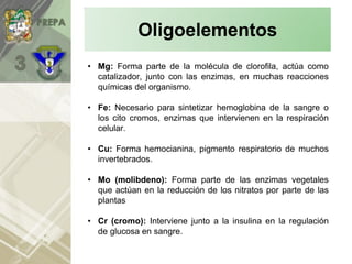 • Mg: Forma parte de la molécula de clorofila, actúa como
catalizador, junto con las enzimas, en muchas reacciones
químicas del organismo.
• Fe: Necesario para sintetizar hemoglobina de la sangre o
los cito cromos, enzimas que intervienen en la respiración
celular.
• Cu: Forma hemocianina, pigmento respiratorio de muchos
invertebrados.
• Mo (molibdeno): Forma parte de las enzimas vegetales
que actúan en la reducción de los nitratos por parte de las
plantas
• Cr (cromo): Interviene junto a la insulina en la regulación
de glucosa en sangre.
Oligoelementos
 