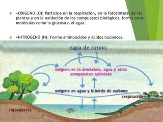  •OXIGENO (O): Participa en la respiración, en la fotosíntesis de las
plantas y en la oxidación de los compuestos biológicos, forma otras
moléculas como la glucosa o el agua.
 •NITROGENO (N): Forma aminoácidos y ácidos nucleicos.
 