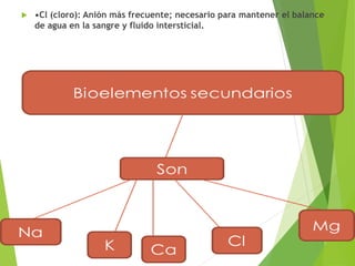  •Cl (cloro): Anión más frecuente; necesario para mantener el balance
de agua en la sangre y fluido intersticial.
 