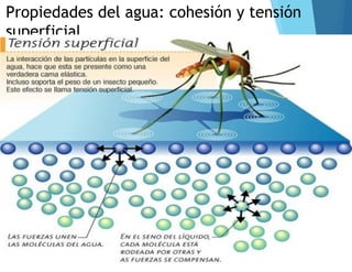 Propiedades del agua: cohesión y tensión
superficial
 